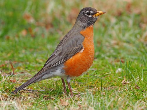 American Robin American Robin
