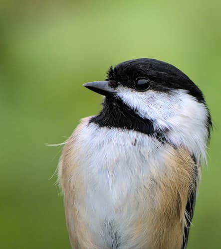 Black-capped Chickadee Black-capped Chickadee