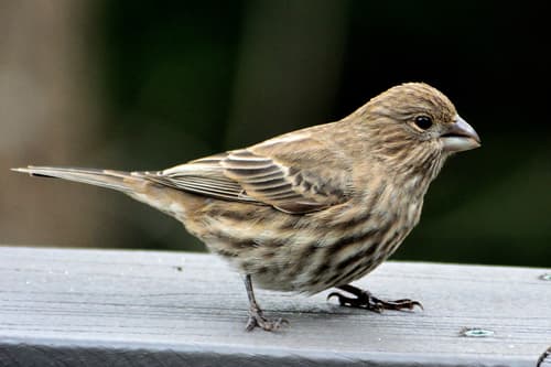 House Finch House Finch