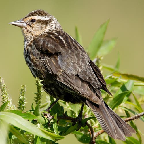 Red-winged Blackbird Red-winged Blackbird
