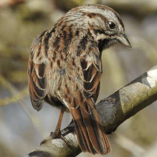 Song Sparrow Song Sparrow