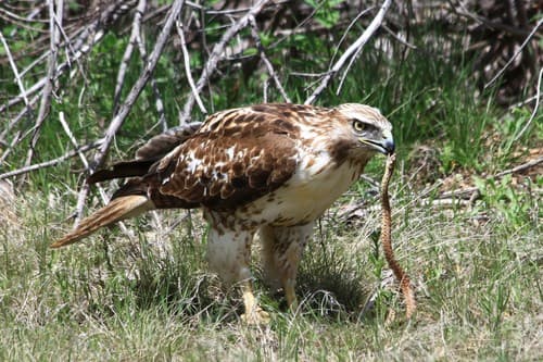 Red-tailed Hawk Red-tailed Hawk