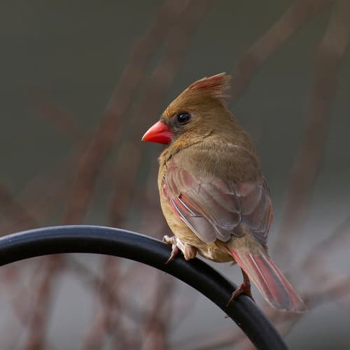 Northern Cardinal Northern Cardinal