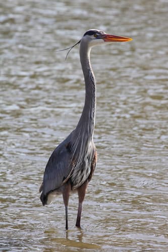 Great Blue Heron Great Blue Heron