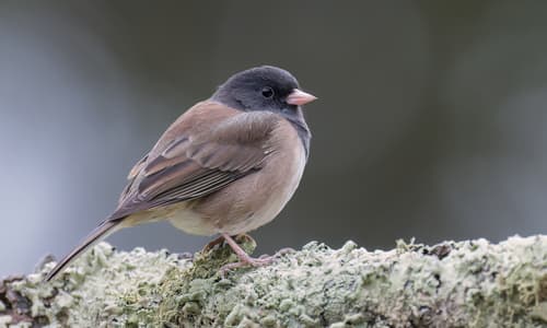 Dark-eyed Junco Dark-eyed Junco